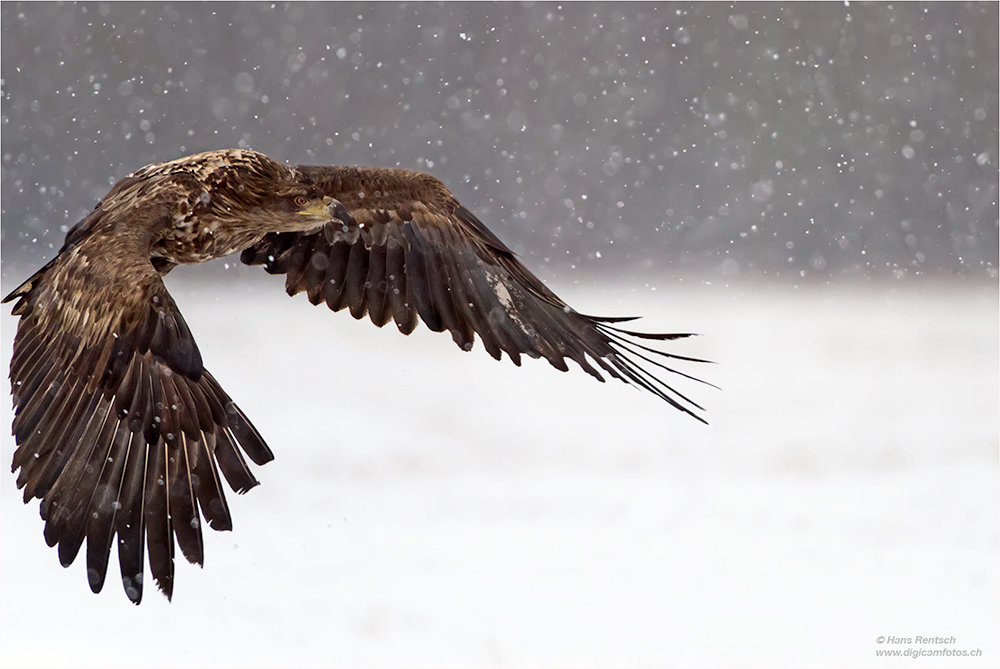 Seeadler