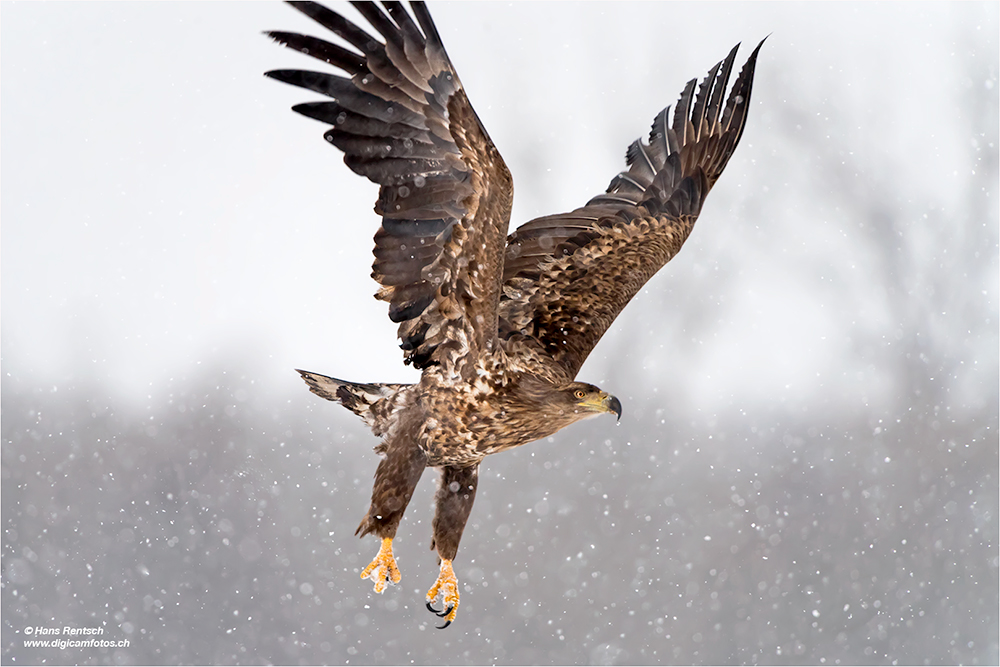 Seeadler