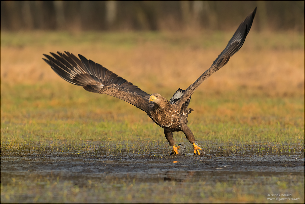 Seeadler