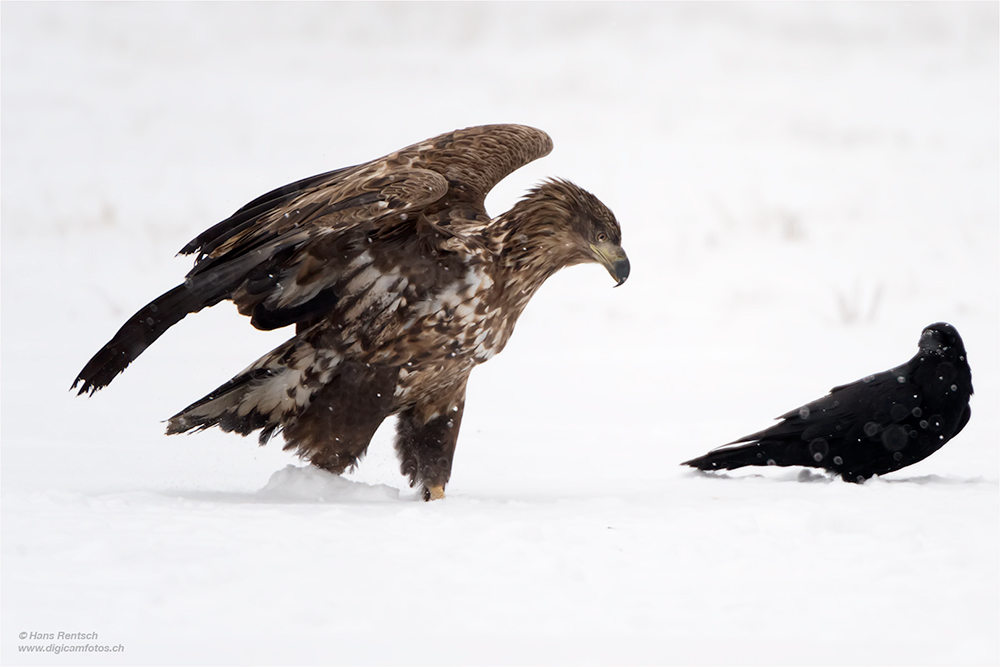 Seeadler