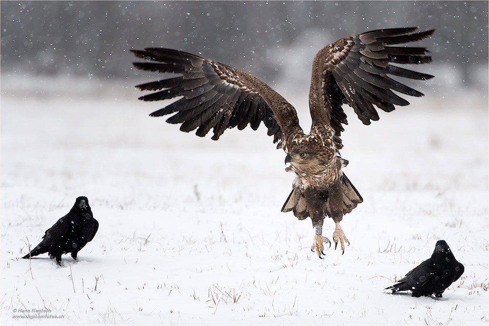 Seeadler