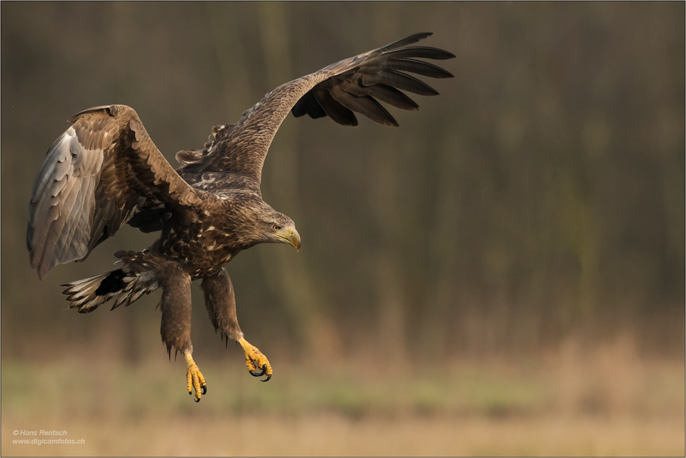 Seeadler