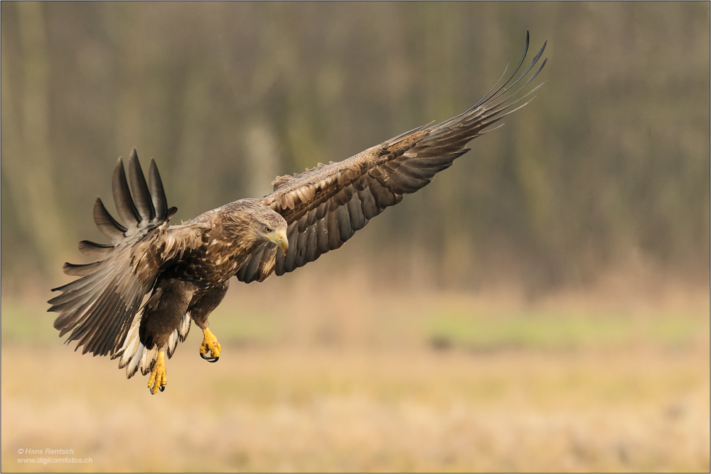 Seeadler