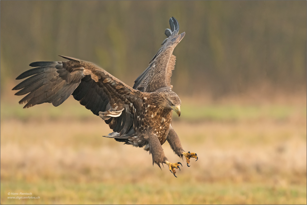 Seeadler