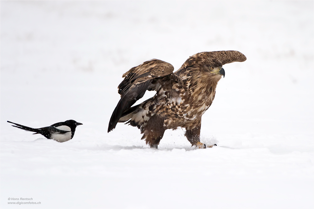 Seeadler