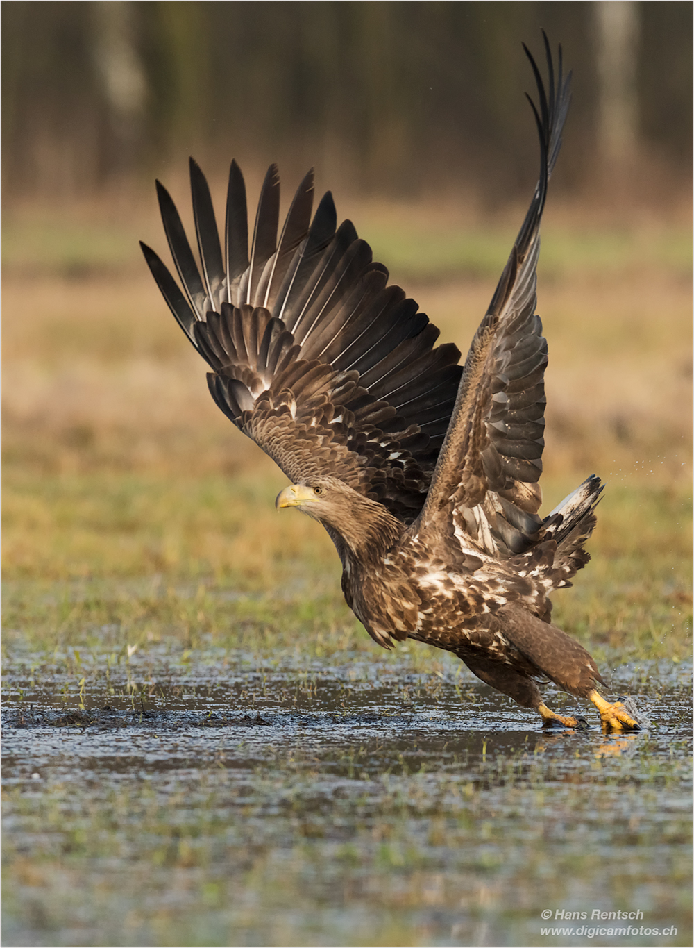 Seeadler