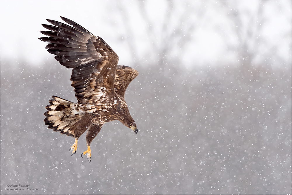 Seeadler