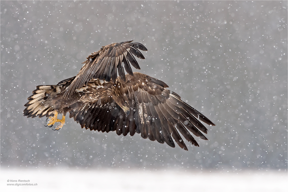 Seeadler