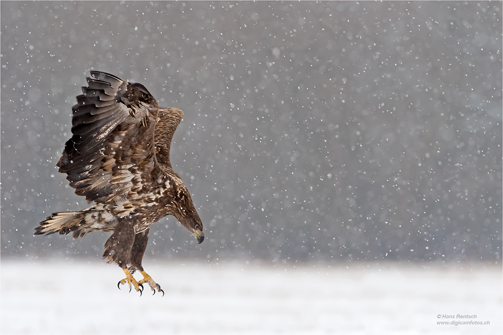 Seeadler