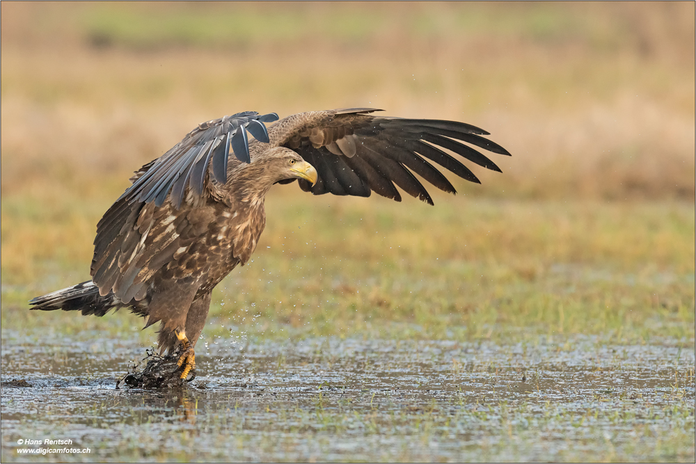 Seeadler