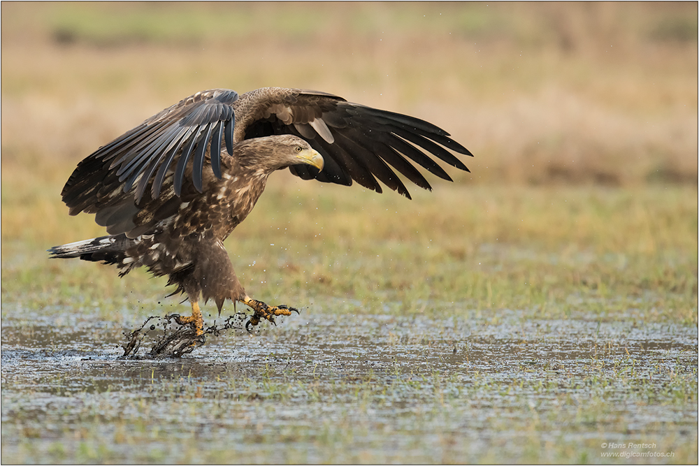 Seeadler