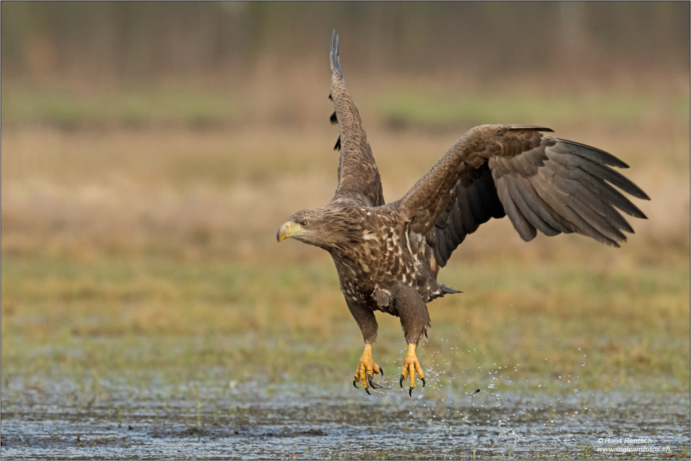 Seeadler