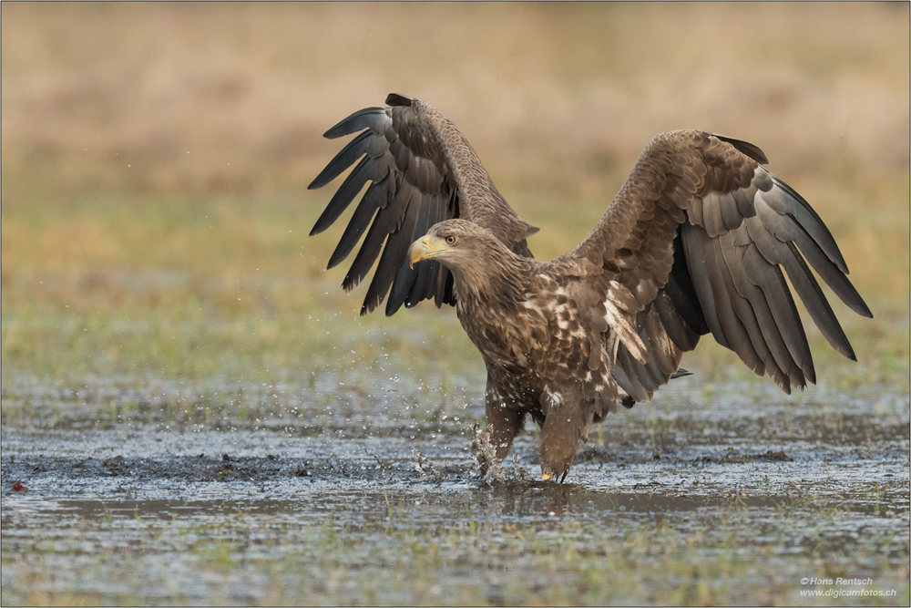 Seeadler