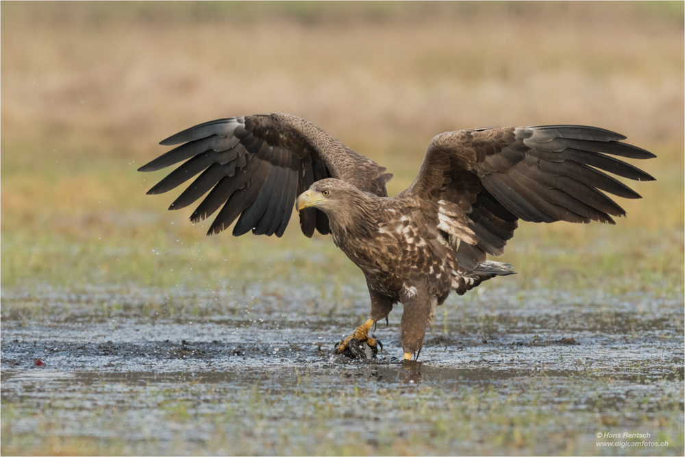 Seeadler