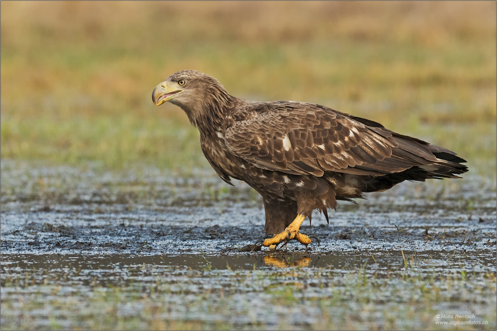 Seeadler