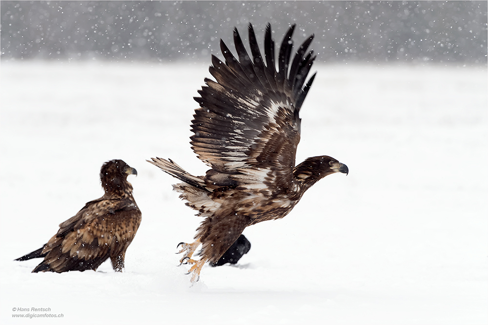 Seeadler