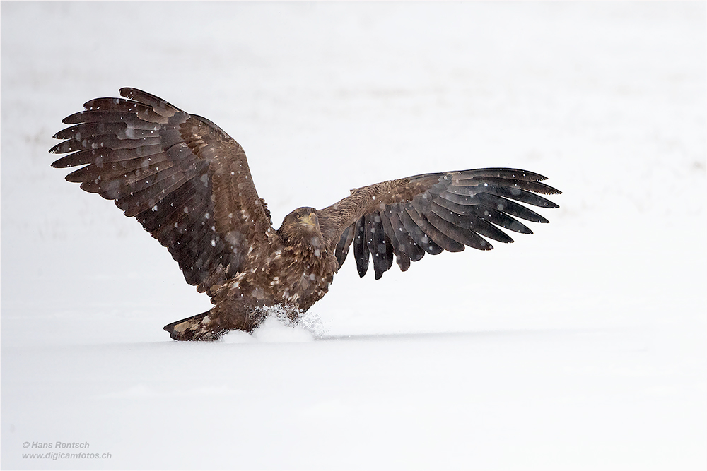 Seeadler