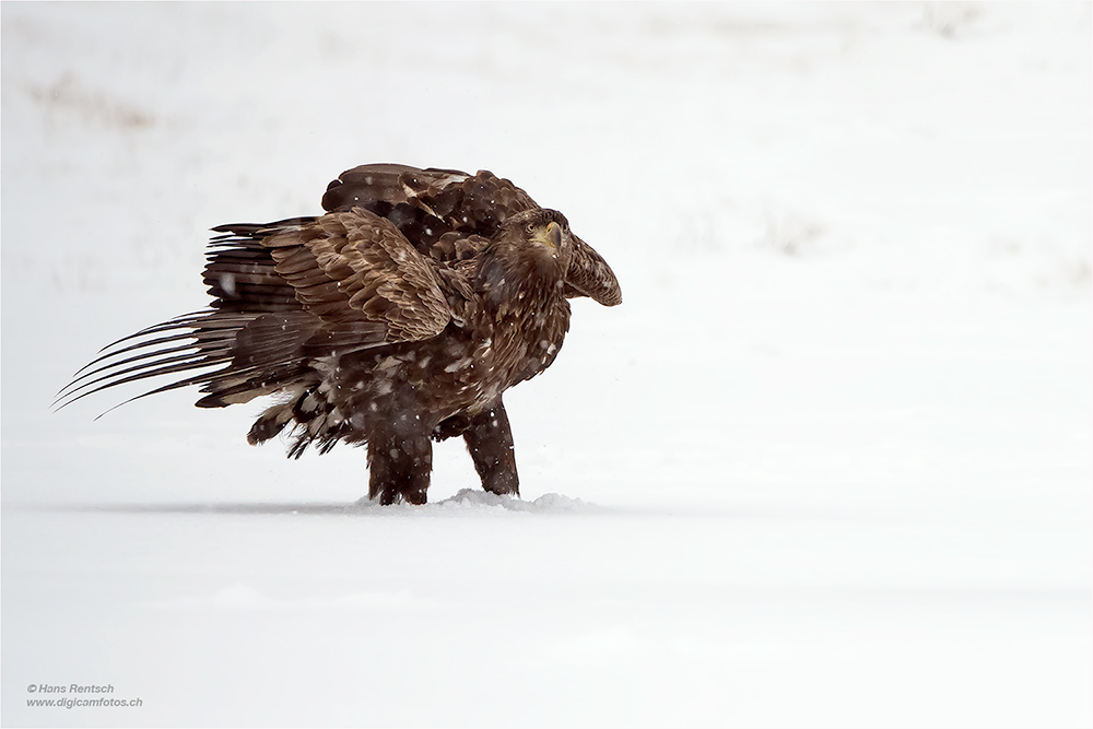 Seeadler