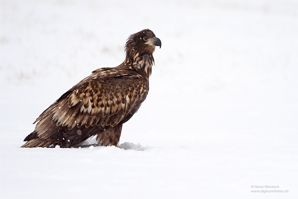 Seeadler