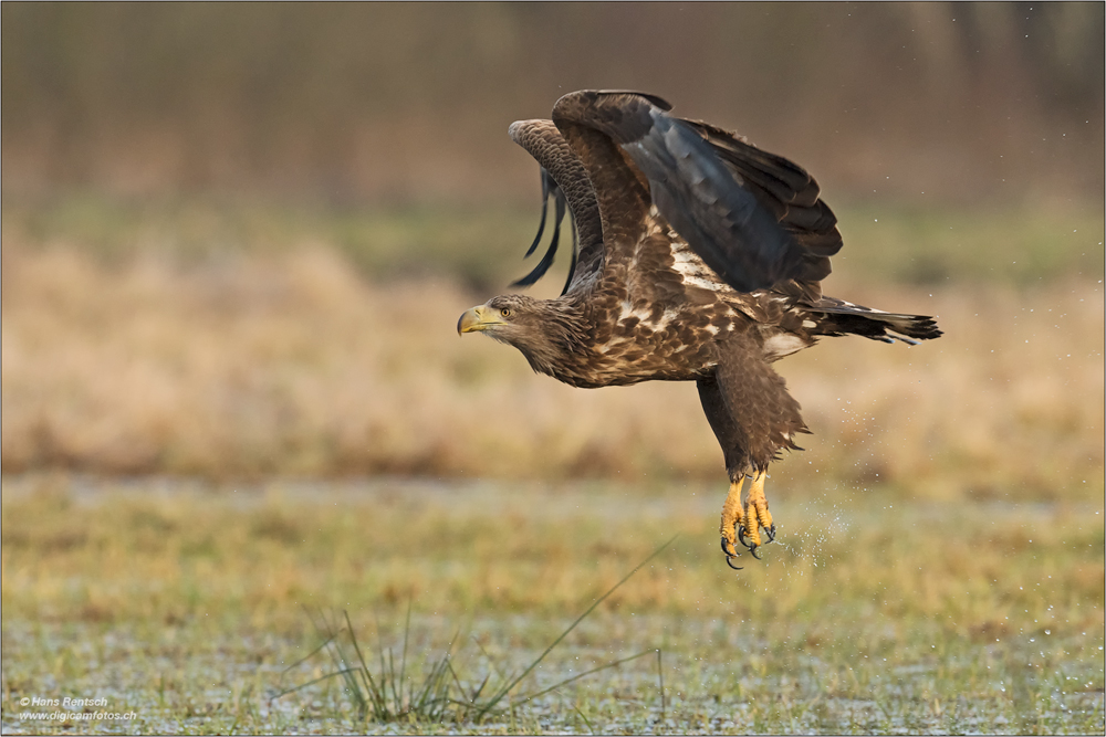 Seeadler