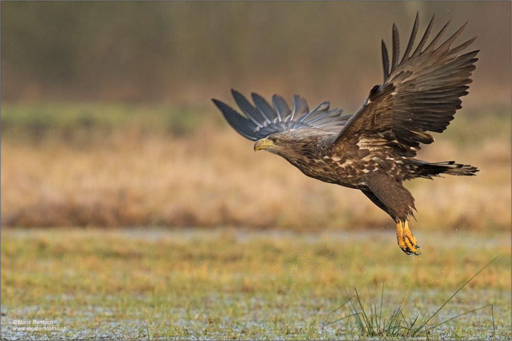 Seeadler