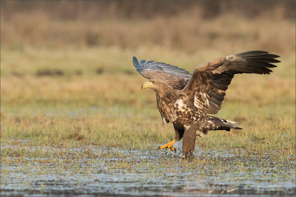 Seeadler