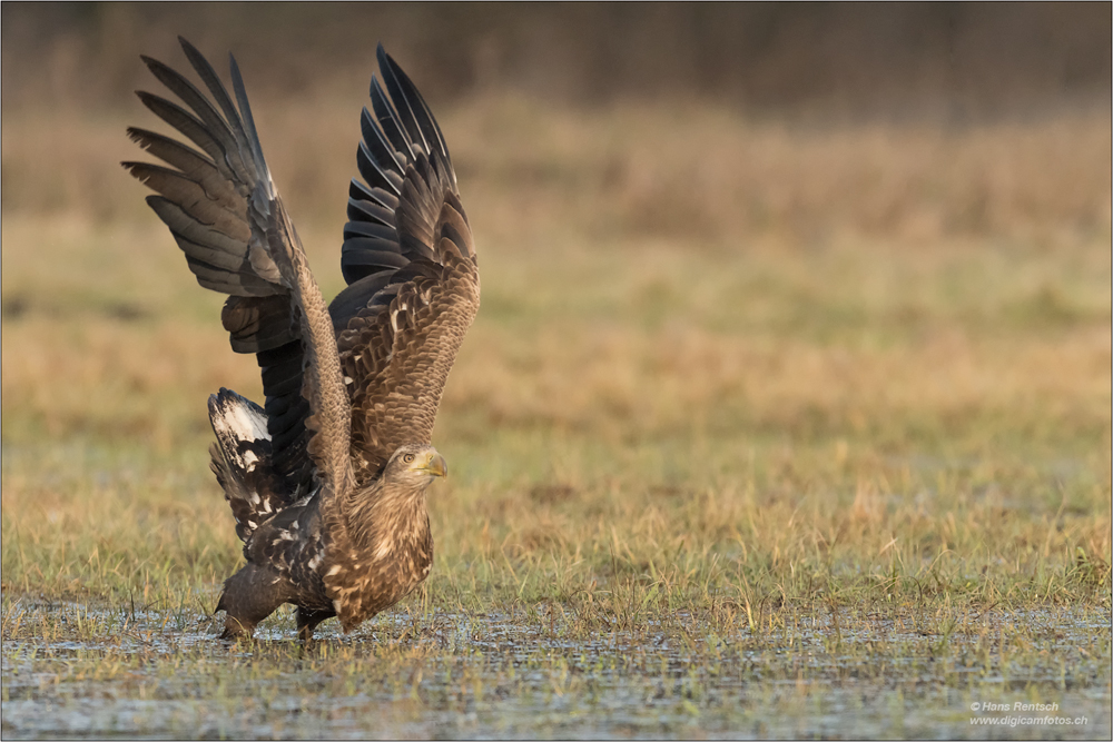 Seeadler