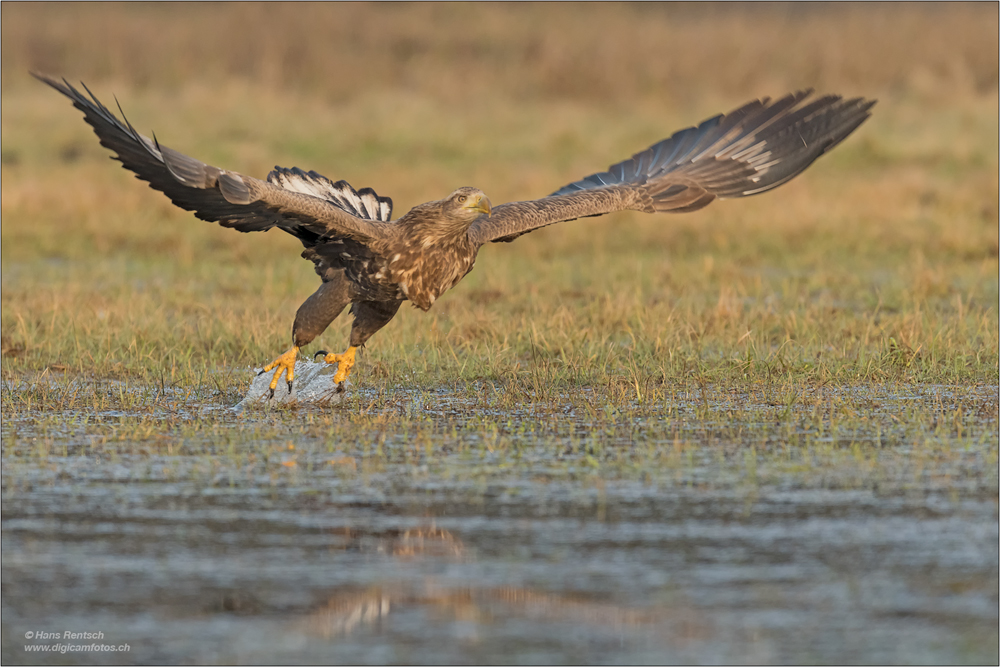 Seeadler