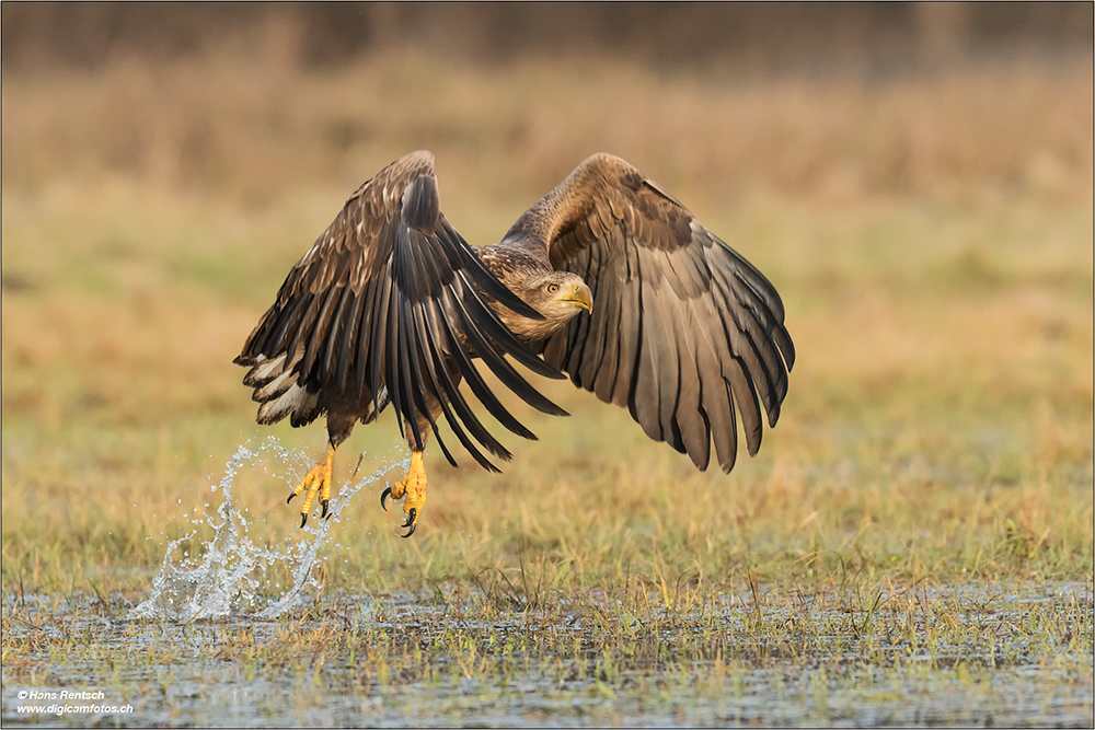 Seeadler