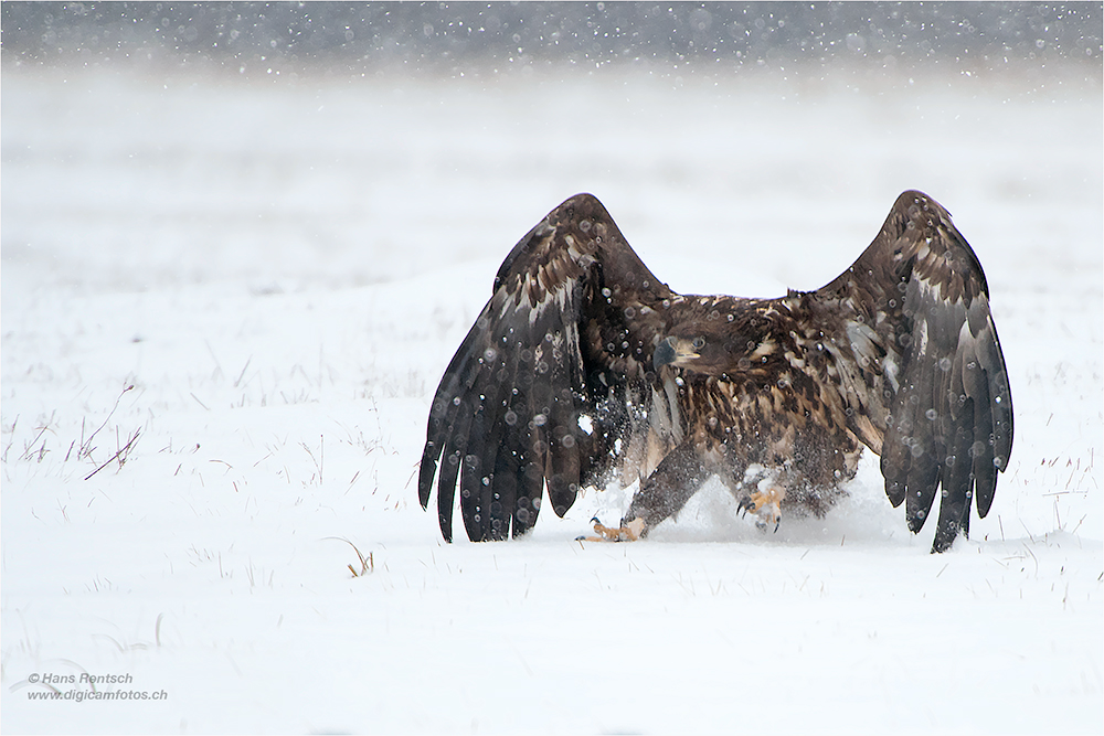 Seeadler