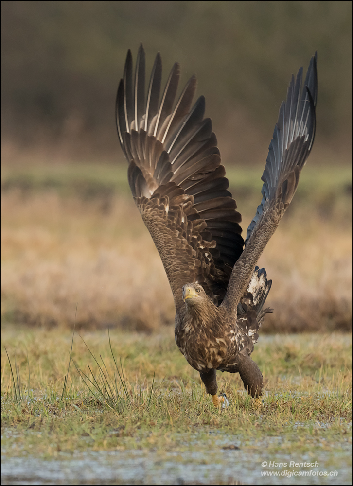 Seeadler