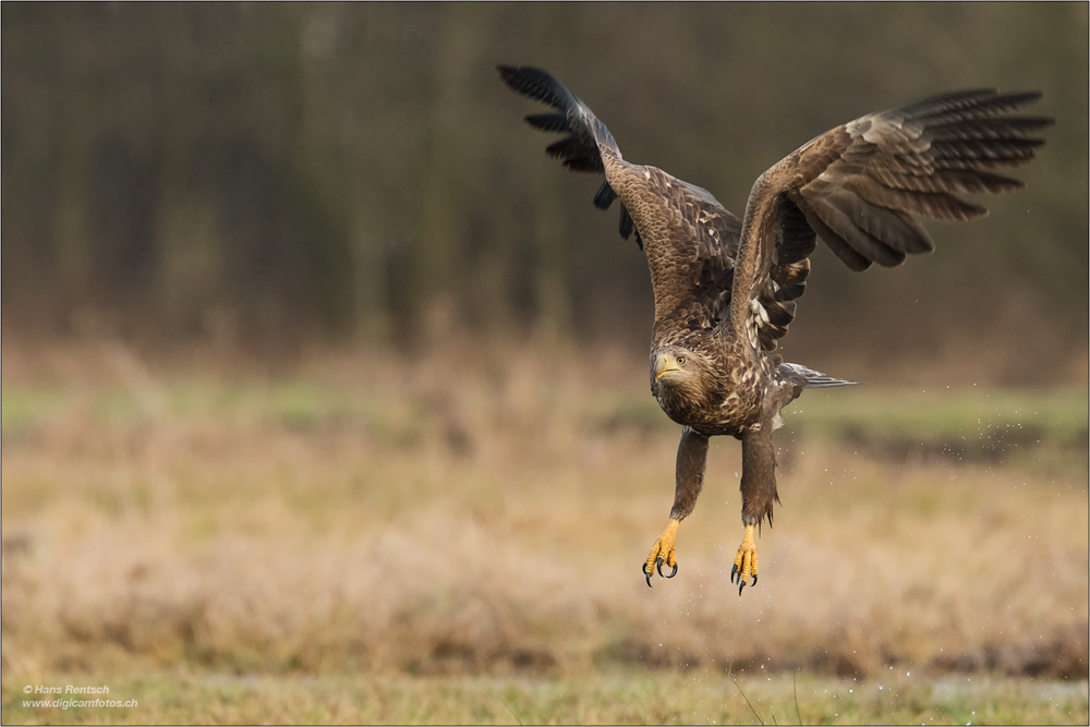 Seeadler