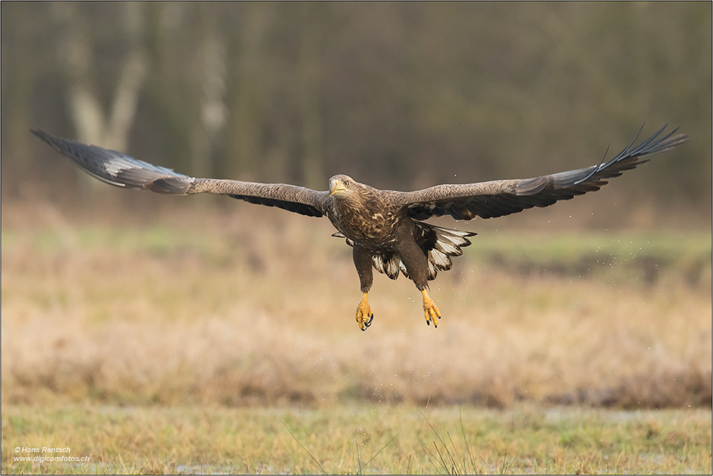 Seeadler