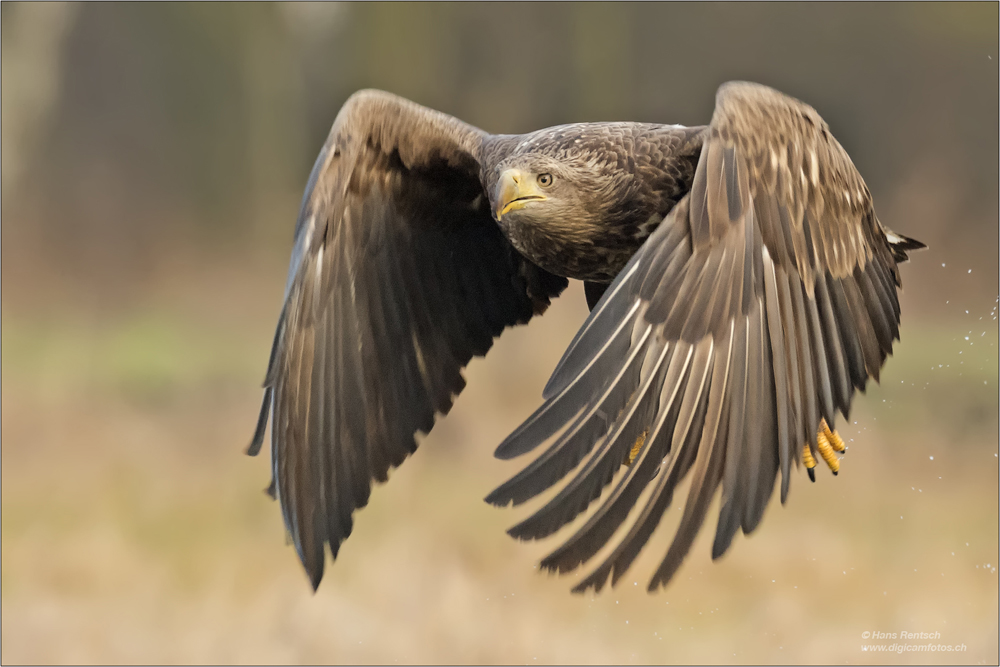 Seeadler