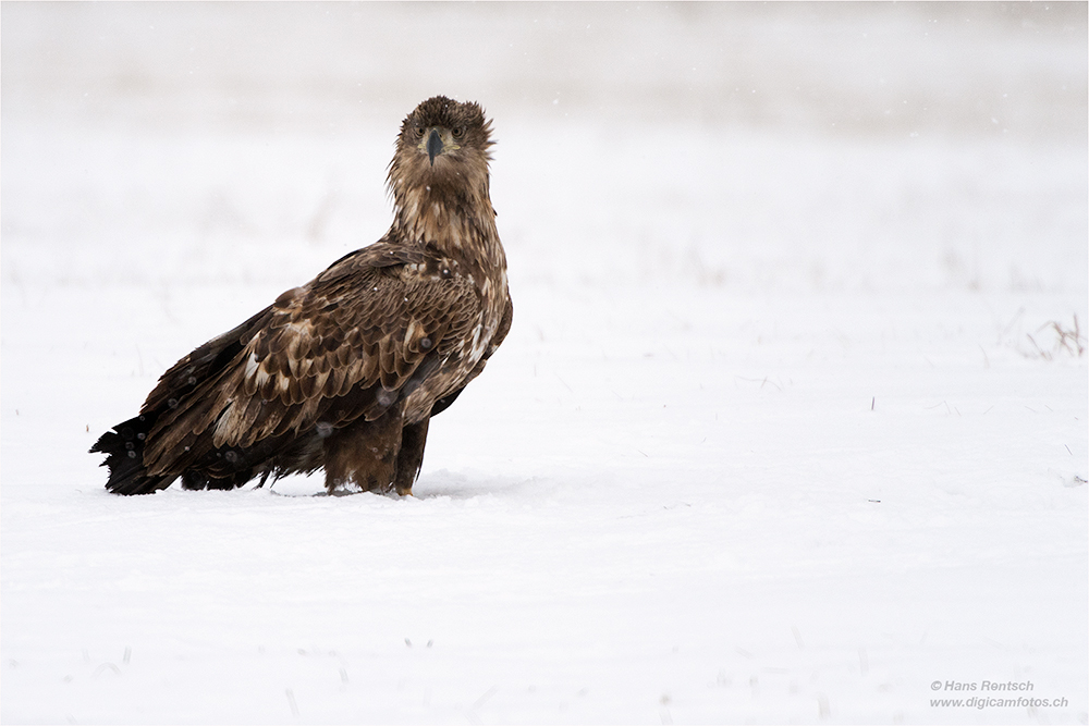 Seeadler