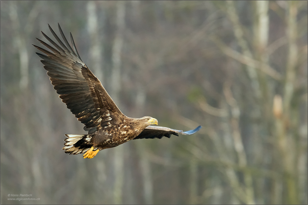 Seeadler