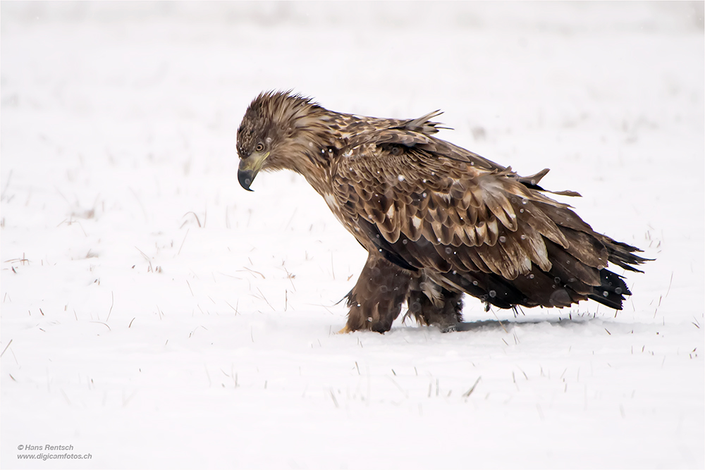 Seeadler