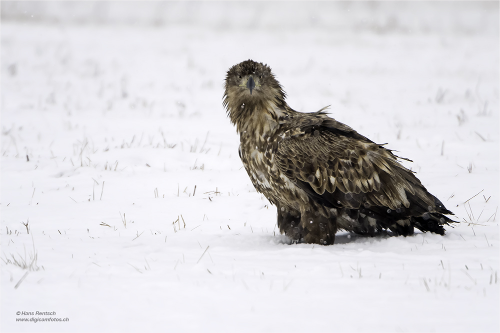 Seeadler