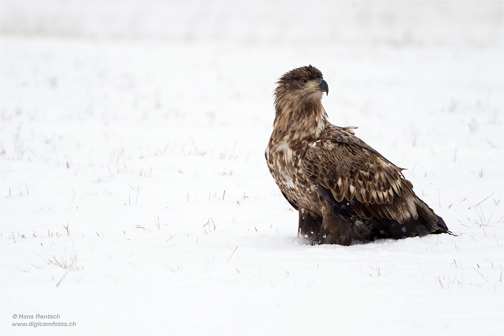 Seeadler