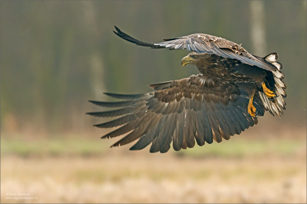 Seeadler