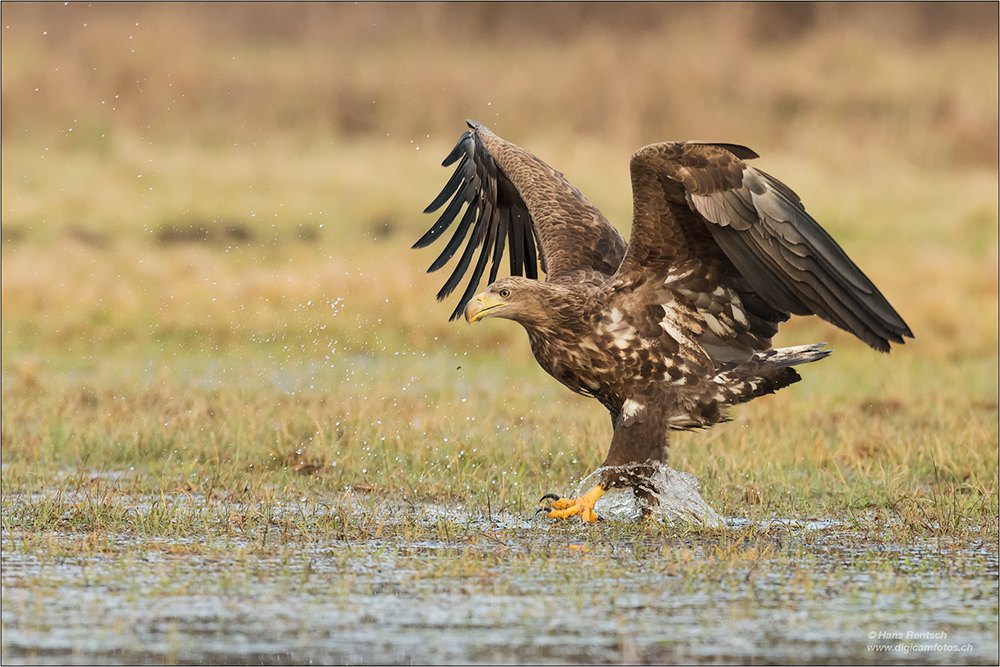 Seeadler