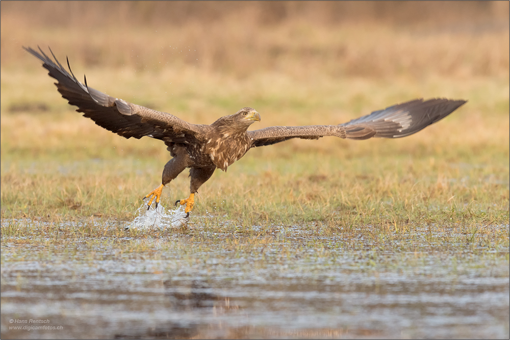 Seeadler