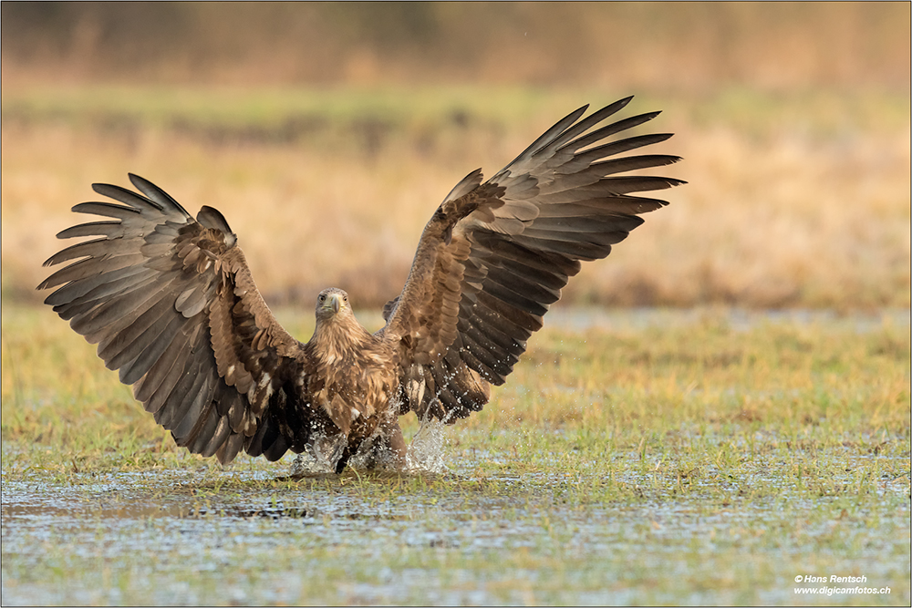 Seeadler