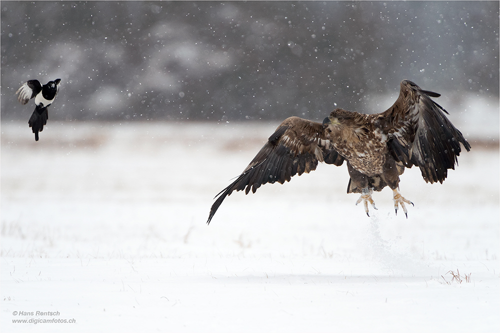 Seeadler