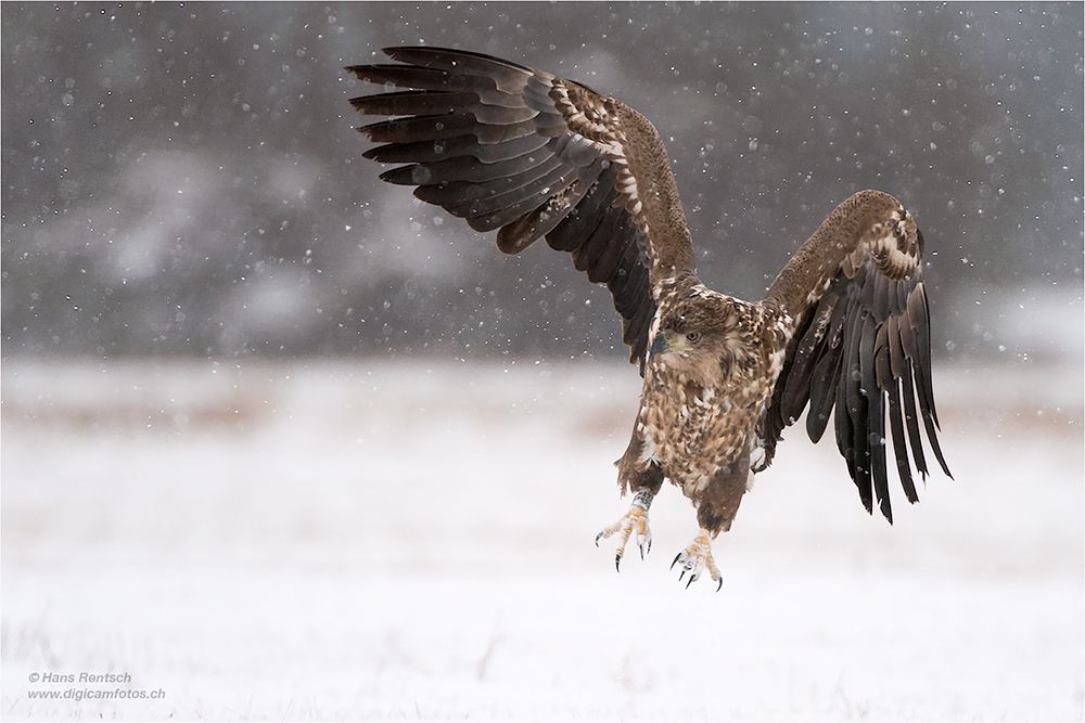 Seeadler