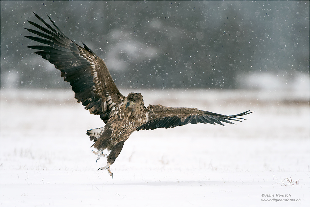 Seeadler