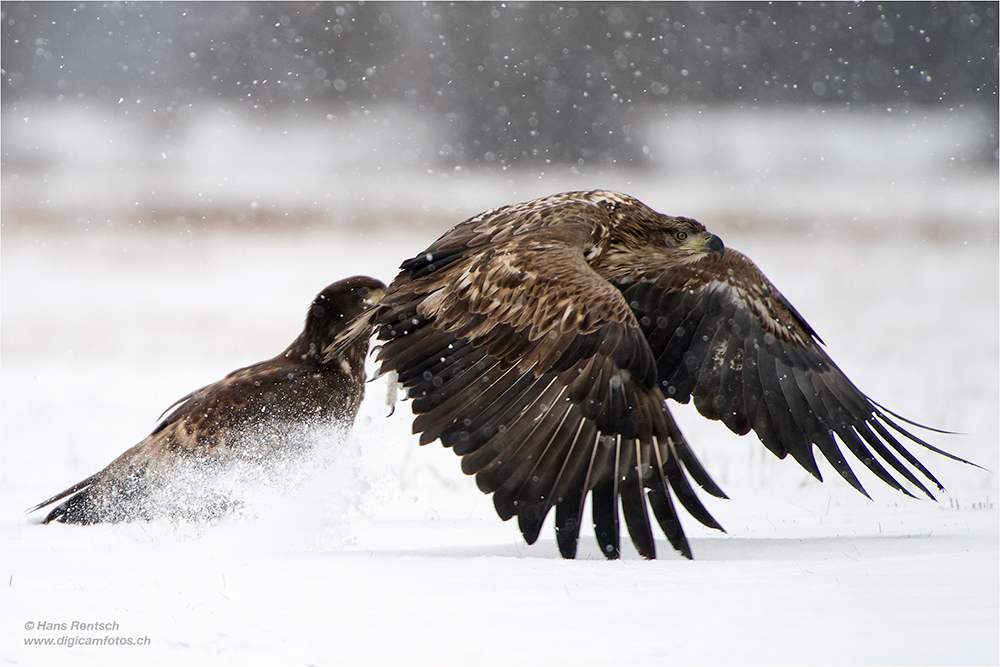 Seeadler