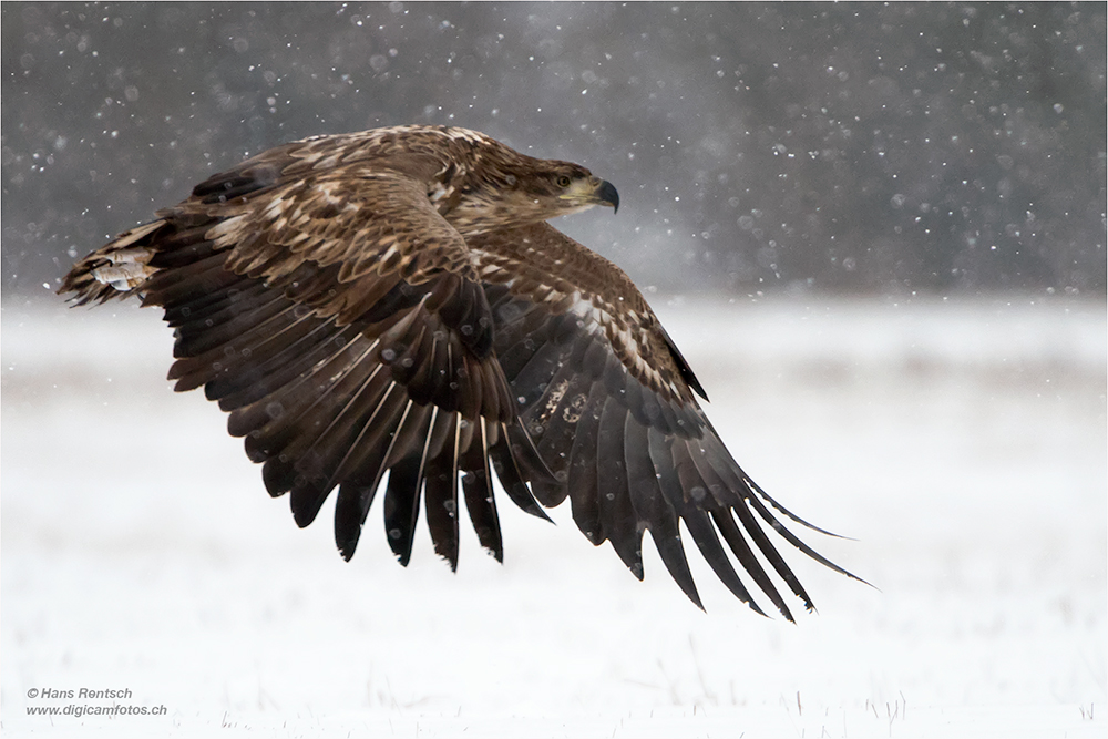 Seeadler