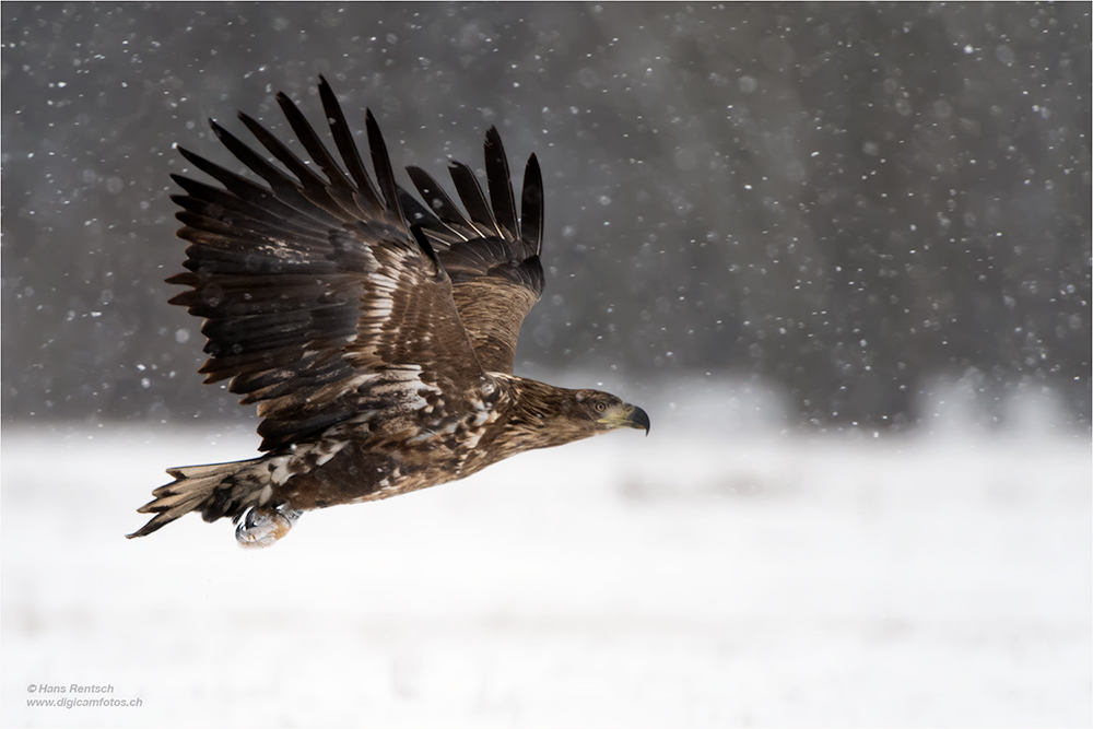 Seeadler