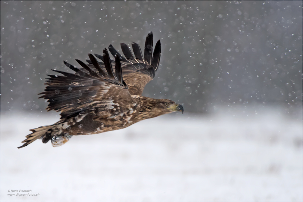 Seeadler